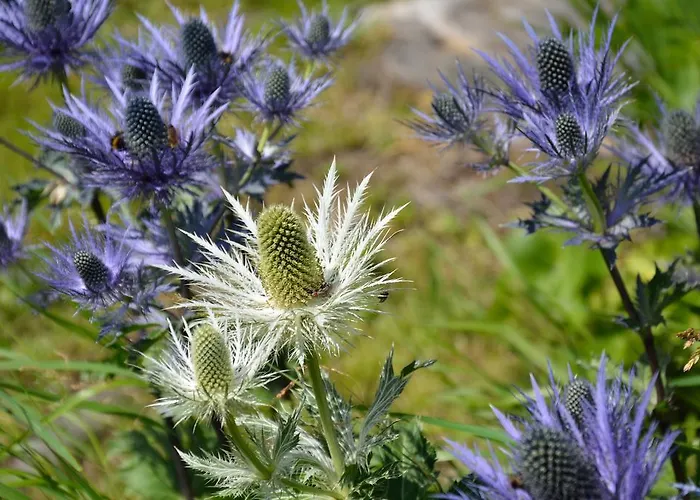 Aparthotel Chesa Clois 24 3*