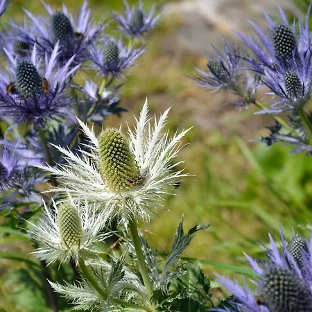 Aparthotel Chesa Clois 24 3*